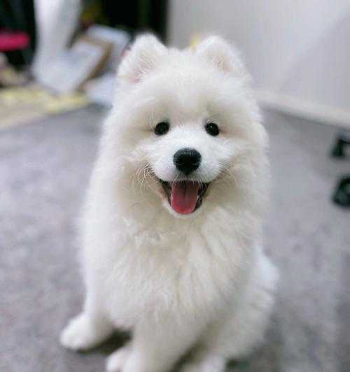 微笑天使（一款可爱活泼的家庭宠物，为您带来无尽的欢乐）