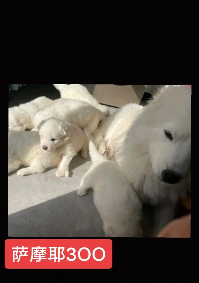 微笑天使（一款可爱活泼的家庭宠物，为您带来无尽的欢乐）