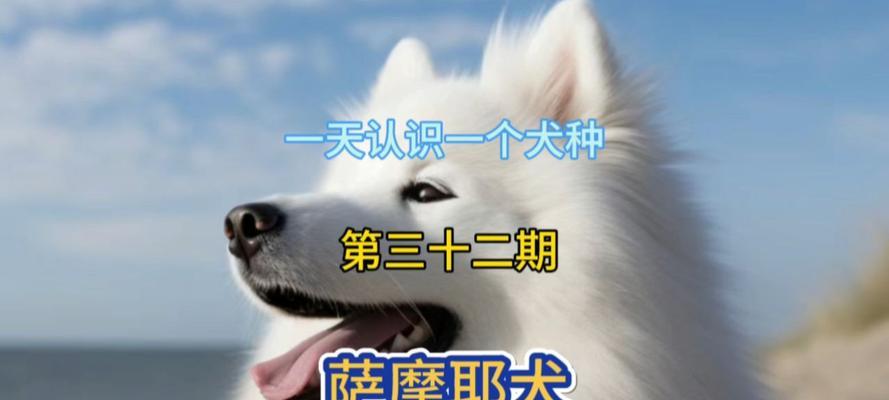 微笑天使萨摩耶犬全攻略｜可爱活泼的家庭伴侣