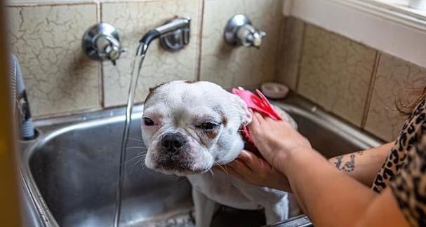 小狗洗澡的最佳时间及频率（了解你的小狗洗澡的最佳时间和频率有助于保持它的健康）