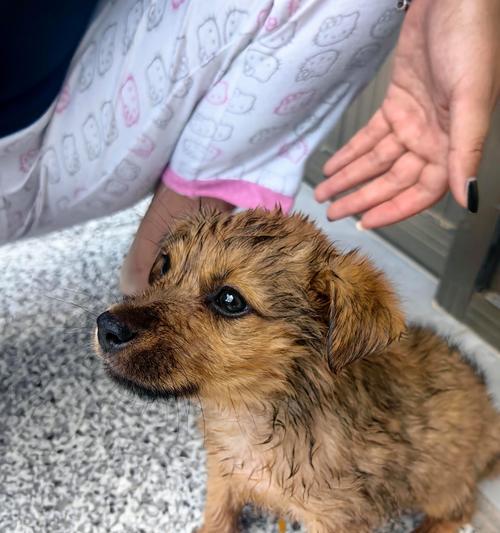 小狗洗澡最佳时间及频率指南｜宠物护理核心技巧