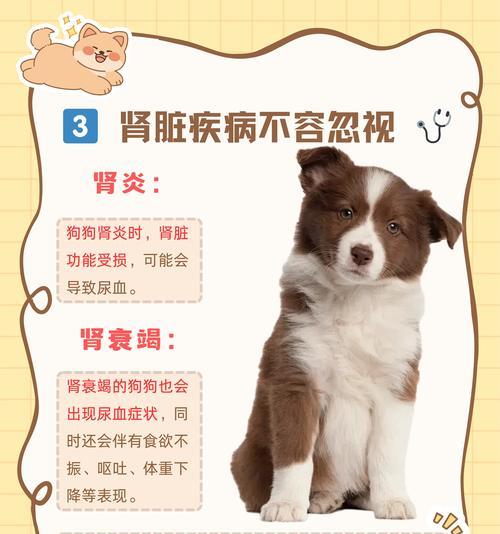 狗狗血便的原因及治疗｜实用指南