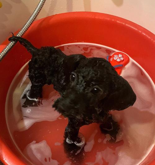 小狗第三针后多久能洗澡｜实用指南全攻略