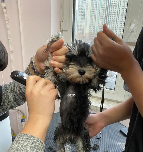 小狗第三针后多久能洗澡|实用指南全攻略 小狗第三针后多久能洗澡|实用指南全攻略