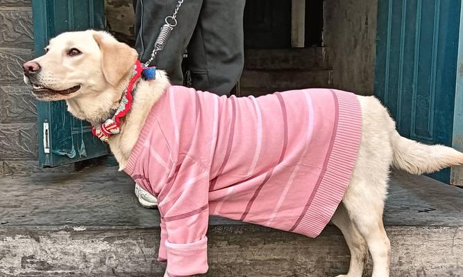 拉布拉多犬饲养全攻略｜新手必备实用指南