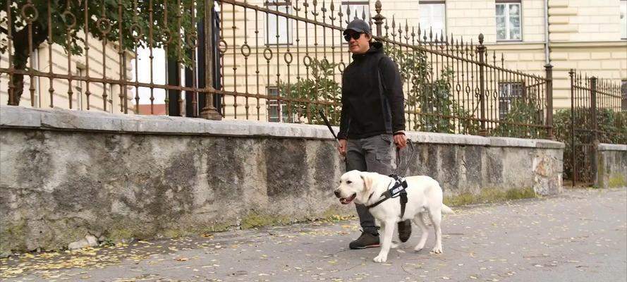 拉布拉多犬饲养全攻略｜新手必备实用指南