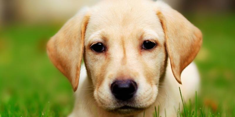 拉布拉多犬饲养全攻略｜新手必备实用指南