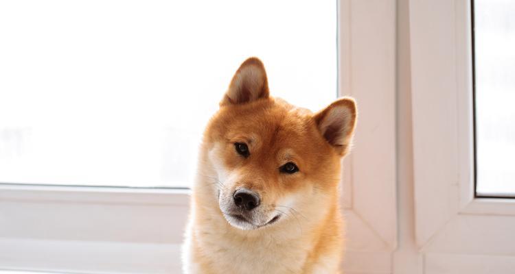 狗狗吐舌头的真相｜6个关键原因全攻略