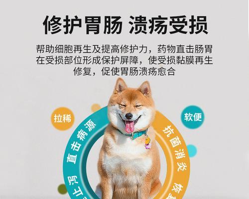 犬胃药物消化速度全攻略｜影响因素与吸收机制