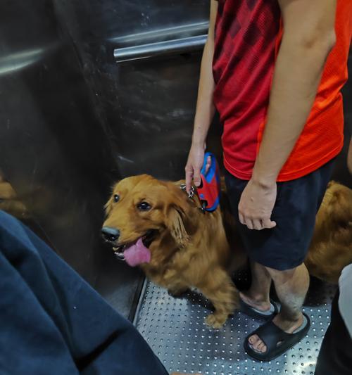 狗狗吐舌头的真相｜6个关键原因全攻略