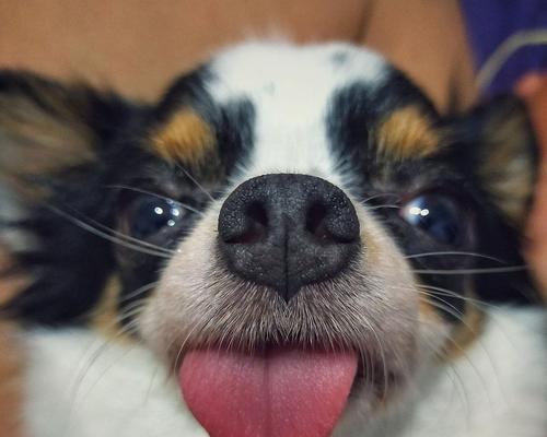 狗狗吐舌头的真相｜6个关键原因全攻略