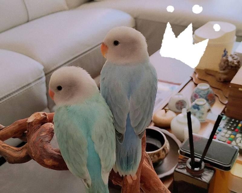 牡丹鹦鹉寿命及延长方法全攻略｜宠物鸟养护核心技巧