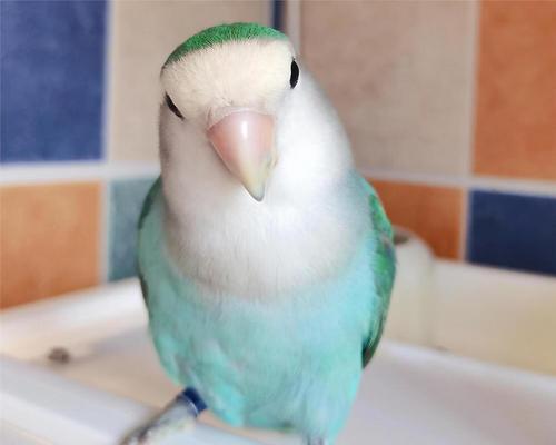 牡丹鹦鹉寿命及延长方法全攻略｜宠物鸟养护核心技巧