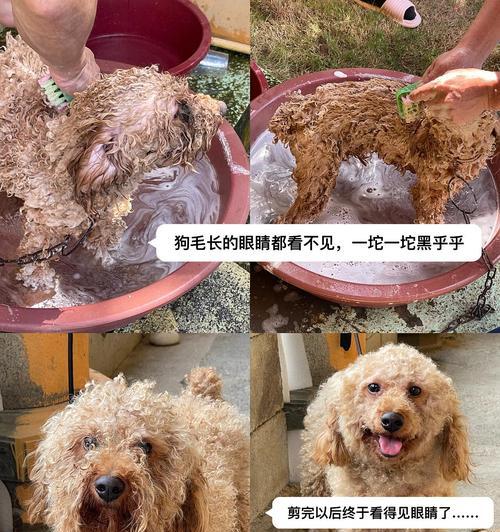 泰迪冬季洗澡频率指南|科学护理保持健康 泰迪冬季洗澡频率指南|科学护理保持健康