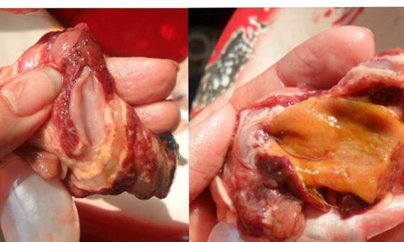 鱼类肠炎分类与治疗方法|实用指南 鱼类肠炎分类与治疗方法|实用指南