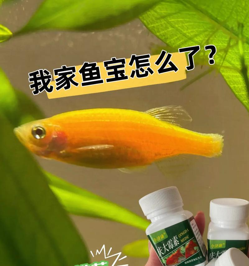 鱼类肠炎分类与治疗方法|实用指南 鱼类肠炎分类与治疗方法|实用指南