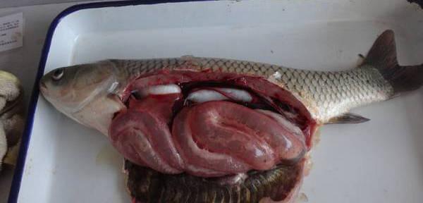 鱼类肠炎分类与治疗方法｜实用指南