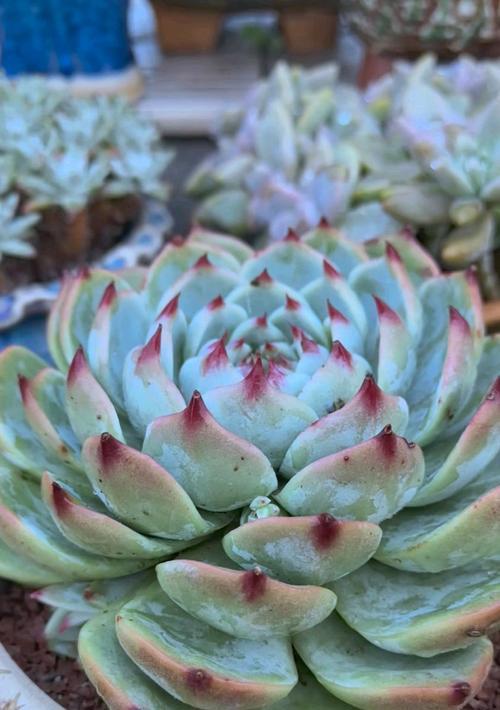 如何正确养吉娃娃|实用指南全攻略 如何正确养吉娃娃|实用指南全攻略