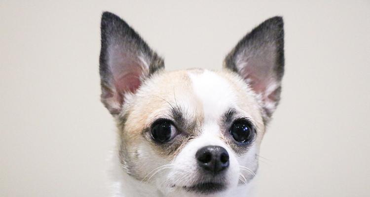 如何正确养吉娃娃|实用指南全攻略 如何正确养吉娃娃|实用指南全攻略