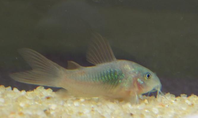 入门级鼠鱼推荐|新手饲养实用指南 入门级鼠鱼推荐|新手饲养实用指南