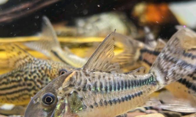 入门级鼠鱼推荐|新手饲养实用指南 入门级鼠鱼推荐|新手饲养实用指南