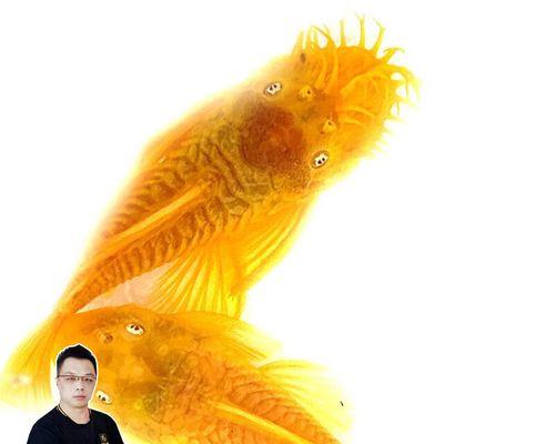 入门级鼠鱼推荐|新手饲养实用指南 入门级鼠鱼推荐|新手饲养实用指南