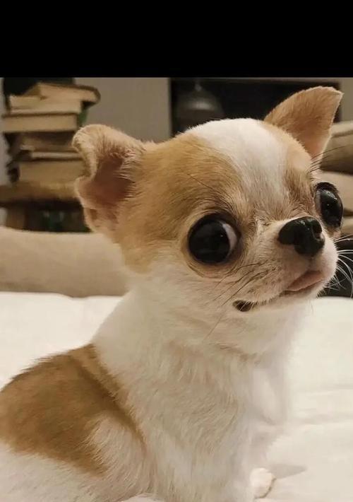 如何正确养吉娃娃|实用指南全攻略 如何正确养吉娃娃|实用指南全攻略