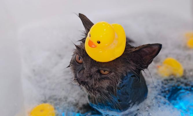 正确给猫咪洗澡的方法|实用指南全攻略 正确给猫咪洗澡的方法|实用指南全攻略