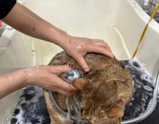 正确给猫咪洗澡的方法|实用指南全攻略 正确给猫咪洗澡的方法|实用指南全攻略