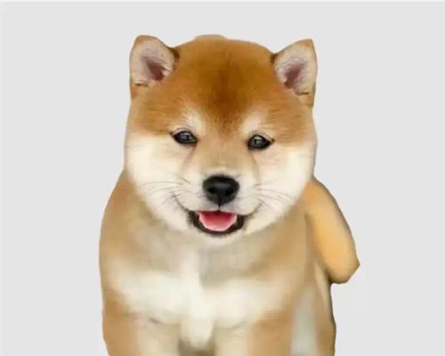 揭秘宠物狗狗的寿命长短|养宠必备实用指南 揭秘宠物狗狗的寿命长短|养宠必备实用指南