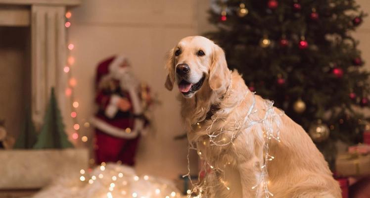 金毛犬运动量与防护指南|科学运动避免伤害 金毛犬运动量与防护指南|科学运动避免伤害