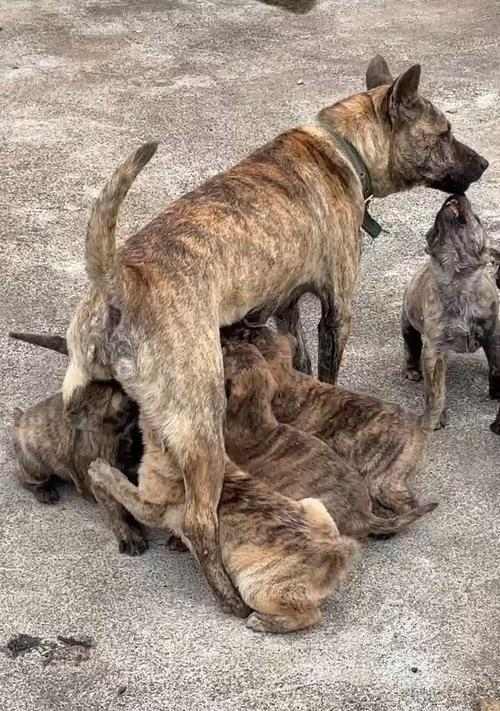 狗狗喝牛奶的时间与频率｜科学喂养实用指南