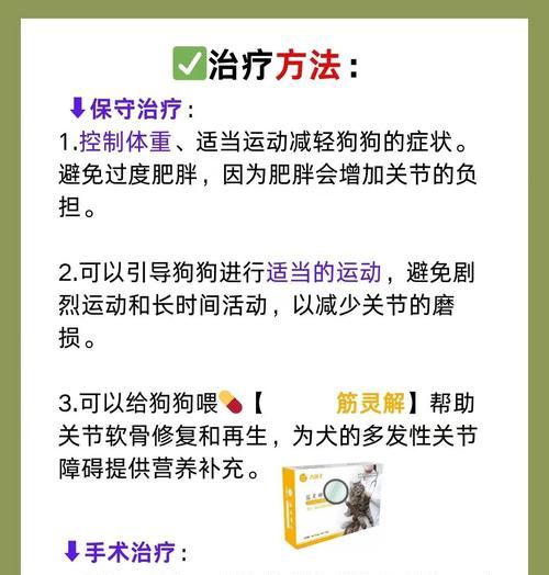 金毛犬运动量与防护指南|科学运动避免伤害 金毛犬运动量与防护指南|科学运动避免伤害