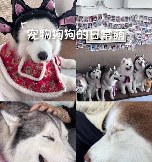 揭秘宠物狗狗的寿命长短｜养宠必备实用指南