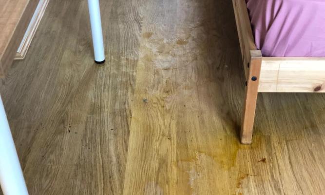 狗笼子清洗频率全攻略｜宠物健康关键步骤