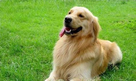 金毛犬运动量与防护指南|科学运动避免伤害 金毛犬运动量与防护指南|科学运动避免伤害