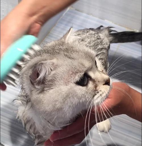 正确给猫咪洗澡的方法｜实用指南全攻略