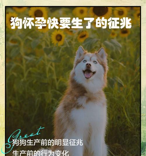 狗狗妊娠期分娩期哺乳期时间安排｜养宠实用指南