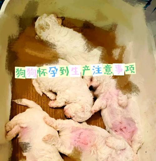 狗狗妊娠期分娩期哺乳期时间安排|养宠实用指南 狗狗妊娠期分娩期哺乳期时间安排|养宠实用指南