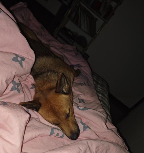 爱犬驱虫后不良反应处理指南｜宠物健康守护核心技巧