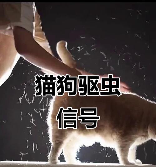爱犬驱虫后不良反应处理指南｜宠物健康守护核心技巧