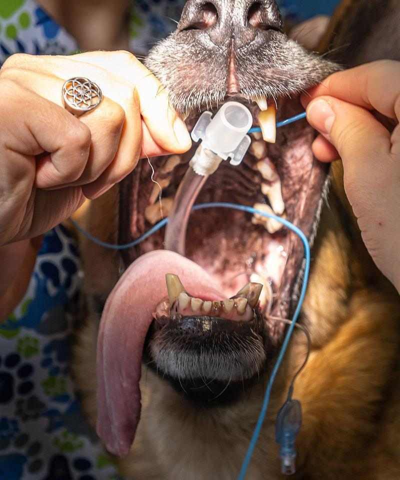 狗狗后恢复正常需要多长时间｜实用指南