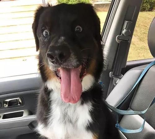 狗狗后恢复正常需要多长时间｜实用指南