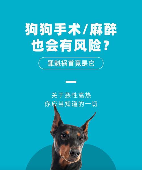狗狗后恢复正常需要多长时间｜实用指南