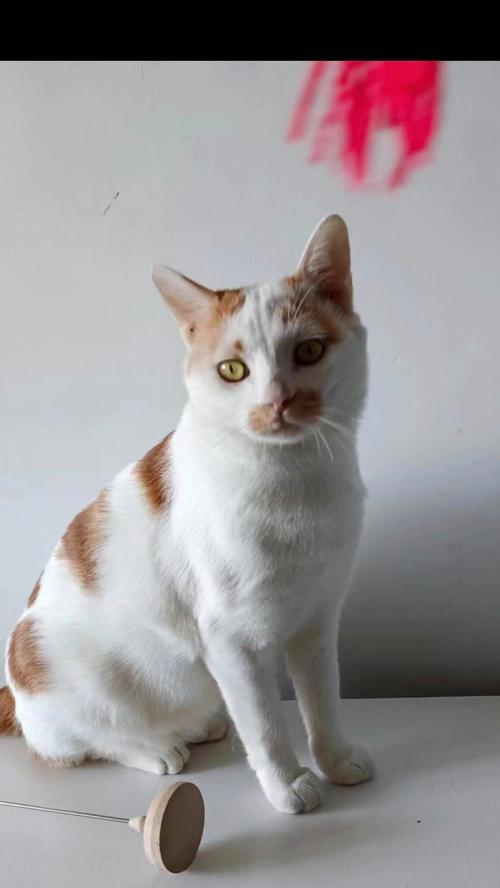 威海宠物友好宾馆推荐｜狗狗友好住宿全攻略