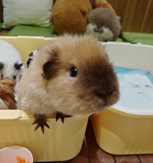 威海宠物友好宾馆推荐|狗狗友好住宿全攻略 威海宠物友好宾馆推荐|狗狗友好住宿全攻略