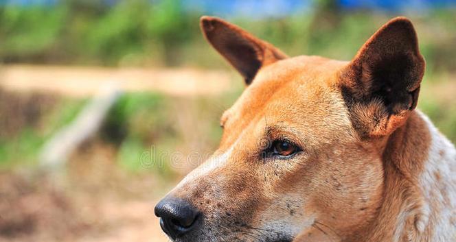泰国犬种文化全攻略｜探索狗狗世界的传统与现代