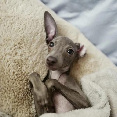 泰国犬种文化全攻略｜探索狗狗世界的传统与现代