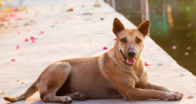 泰国犬种文化全攻略｜探索狗狗世界的传统与现代