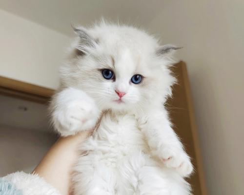异国短毛猫断奶时机全攻略|科学育儿关键步骤 异国短毛猫断奶时机全攻略|科学育儿关键步骤